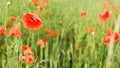 Bright red poppies, drops of rain on flower petals, growing in field of green unripe wheat Royalty Free Stock Photo