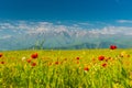 Bright red poppies in the field against the backdrop of high mountains-glaciers, beautiful landscapes of Armenia Royalty Free Stock Photo