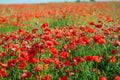 Bright red poppies Royalty Free Stock Photo