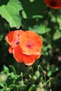 Bright red poppies flower on the field with green background