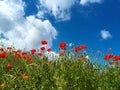 Bright red poppies flowers and blue sky with clouds Royalty Free Stock Photo