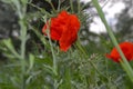 bright red poppies among green grass Royalty Free Stock Photo