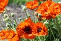 Bright red poppies growing in springtime Royalty Free Stock Photo