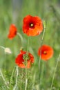 Bright red poppies (papaver rhoeas) in a grassy field in the sunshine Royalty Free Stock Photo