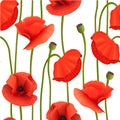 Bright red Poppies Seamless pattern. flowers, pods, Stems. Wallpaper picture. Remembrance Day. Royalty Free Stock Photo