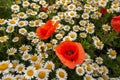 Bright red poppies and white daisies in a field against a background of green grass Royalty Free Stock Photo