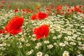 Bright red poppies and white daisies in a field against a background of green grass Royalty Free Stock Photo