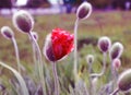 Bright red poppy Bud with dewdrops Royalty Free Stock Photo