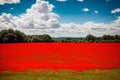 A bright red poppy field under a blue sky