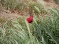 Bright red poppy flower against the green ears on a sunny spring day. Growing raw materials for confectionery Royalty Free Stock Photo