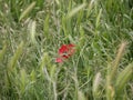 Bright red poppy flower against the green ears on a sunny spring day. Growing raw materials for confectionery Royalty Free Stock Photo