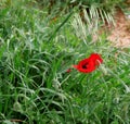 Bright red poppy flower against the green ears on a sunny spring day. Growing raw materials for confectionery Royalty Free Stock Photo