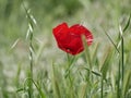 Bright red poppy flower against the green ears on a sunny spring day. Growing raw materials for confectionery Royalty Free Stock Photo