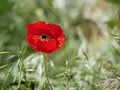 Bright red poppy flower against the green ears on a sunny spring day. Growing raw materials for confectionery Royalty Free Stock Photo