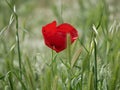 Bright red poppy flower against the green ears on a sunny spring day. Growing raw materials for confectionery Royalty Free Stock Photo