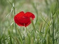Bright red poppy flower against the green ears on a sunny spring day. Growing raw materials for confectionery Royalty Free Stock Photo