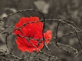 Bright red poppy flower against a sepia toned field behind tangled barbed wire war remembrance day concept image Royalty Free Stock Photo