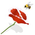 Bright red poppy flower and bee  isolated on white. Vector illustration Royalty Free Stock Photo