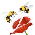 Bright red poppy flower and bee  isolated on white. Vector illustration Royalty Free Stock Photo