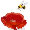 Bright red poppy flower and bee  isolated on white. Vector illustration Royalty Free Stock Photo