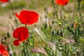 Bright red poppy flower with bud in field in nature in sunlight Royalty Free Stock Photo