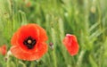 Bright red poppy flower growing in field of unripe green wheat, closeup detail on red bloom head