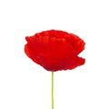 Bright red Poppy flower head isolated on white background. Remembrance Day. Royalty Free Stock Photo