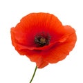 Bright red poppy flower isolated on white