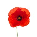 Bright red poppy flower isolated on white background Royalty Free Stock Photo