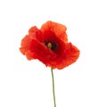 Bright red poppy flower isolated on white background Royalty Free Stock Photo
