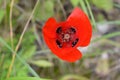 Bright red poppy flower Papaver Ladybird with a yellow heart on the bank of the Shofet creek in Israel Royalty Free Stock Photo