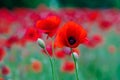 Bright red poppy flowers in summer. Bees collect nectar Royalty Free Stock Photo