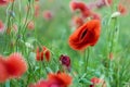 Bright red poppy flowers in summer. Bees collect nectar Royalty Free Stock Photo