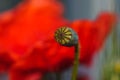 Bright red poppy flowers in summer. Bees collect nectar Royalty Free Stock Photo