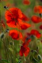 Bright red poppy flowers in summer. Bees collect nectar Royalty Free Stock Photo
