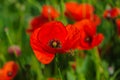 Bright red poppy flowers in summer. Bees collect nectar Royalty Free Stock Photo