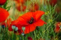 Bright red poppy flowers in summer. Bees collect nectar Royalty Free Stock Photo