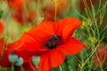 Bright red poppy flowers in summer. Bees collect nectar Royalty Free Stock Photo