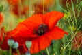 Bright red poppy flowers in summer. Bees collect nectar Royalty Free Stock Photo