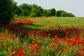 Bright red poppy flowers in summer. Bees collect nectar Royalty Free Stock Photo