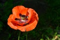 Bright red poppy flowers in summer. Bees collect nectar Royalty Free Stock Photo