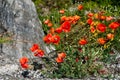 Bright red poppy flowers in summer. Royalty Free Stock Photo