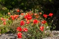 Bright red poppy flowers in summer. Royalty Free Stock Photo