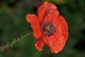 Bright red poppy in full bloom full of seeds Royalty Free Stock Photo