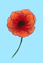 Bright red poppy isolated on light background. Beautiful flower. Pencil drawing. Hand drawn illustration Royalty Free Stock Photo