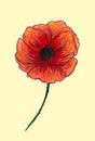 Bright red poppy isolated on light background. Beautiful flower. Pencil drawing. Hand drawn illustration Royalty Free Stock Photo