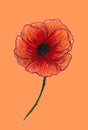 Bright red poppy isolated on light background. Beautiful flower. Pencil drawing. Hand drawn illustration Royalty Free Stock Photo