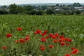 Bright red poppy or Papaver, camomile and blue weed wildflower in the corn field near by Ostrovo village Royalty Free Stock Photo