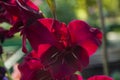 Bright summer red purple gladiolus flower, close-up Royalty Free Stock Photo
