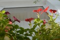 Bright red and purple petunia flowers in small garden on the balcony. View from below Royalty Free Stock Photo